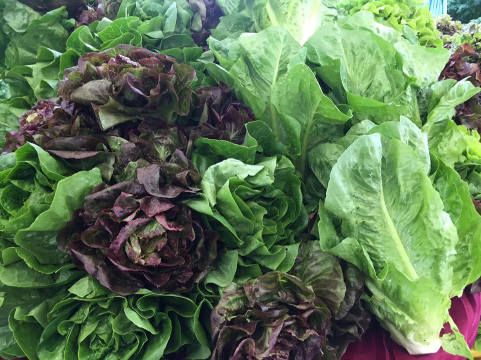 SLD3 Organic Lettuce