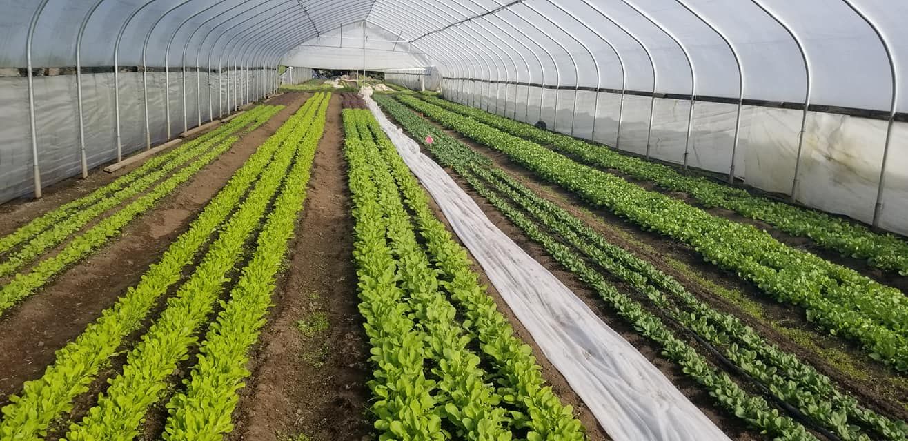 SVC2 Organic Farm